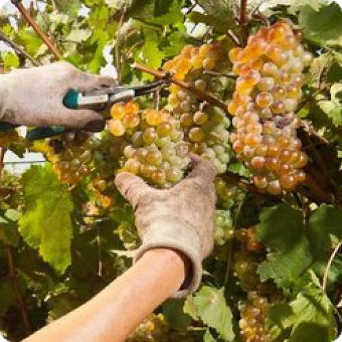 Как часто нужно работать во время летних работ на винограде. КАК УХАЖИВАТЬ ЗА ВИНОГРАДОМ С ИЮНЯ ПО КОНЕЦ АВГУСТА