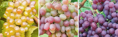 Как часто нужно работать во время летних работ на винограде. КАК УХАЖИВАТЬ ЗА ВИНОГРАДОМ С ИЮНЯ ПО КОНЕЦ АВГУСТА