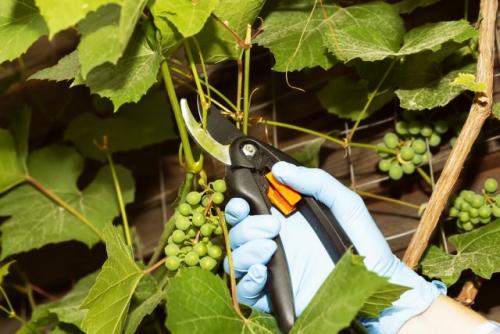 Какие навыки можно получить во время летних работ на винограде. Обрезка — почти самое сложное