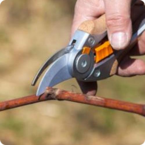 Как часто нужно работать во время летних работ на винограде. КАК УХАЖИВАТЬ ЗА ВИНОГРАДОМ С ИЮНЯ ПО КОНЕЦ АВГУСТА