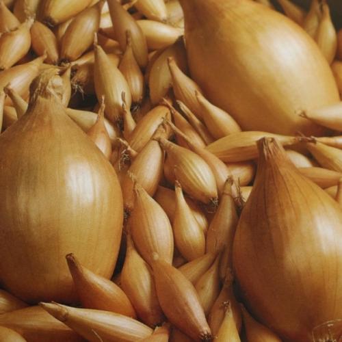 Зимние сорта лука голландской селекции. Топ-11 лучших сортов лука-севка голландской селекции и их описание