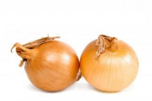 Озимый лук обзор Топ 10 сортов и гибридов. Озимый лук — технология выращивания в открытом грунте, 7 популярных сортов