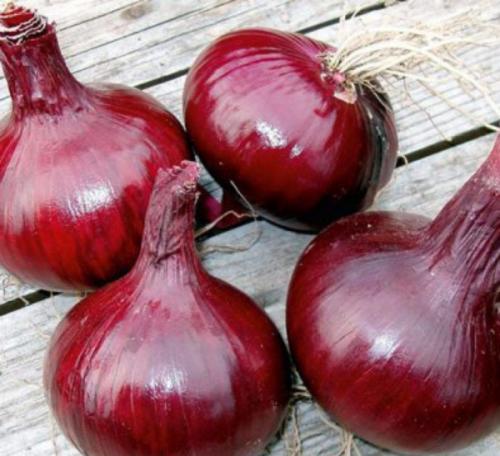 Зимние сорта лука голландской селекции. Топ-11 лучших сортов лука-севка голландской селекции и их описание