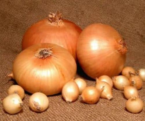 Озимый лук обзор Топ 10 сортов и гибридов. Озимый лук — технология выращивания в открытом грунте, 7 популярных сортов