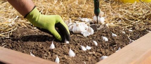 Чем удобрить грядку под чеснок осенью. Какие удобрения вносить осенью под чеснок, чем удобрять землю перед посадкой