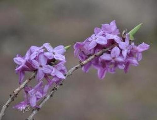 Картинка растение волчье лыко. Как выглядит волчье лыко 01