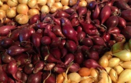 Популярные сорта репчатого лука. Самые популярные сорта лука 11 Популярные сорта репчатого лука. Самые популярные сорта лука 11