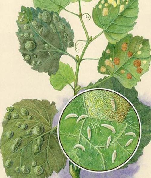 Какие растения могут предотвратить заражение винограда вредителями. Для чего нужно обрабатывать и опрыскивать виноград весной