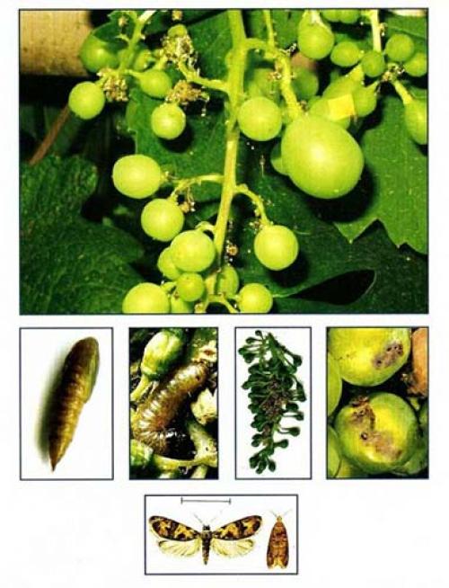 Какие растения могут предотвратить заражение винограда вредителями. Для чего нужно обрабатывать и опрыскивать виноград весной