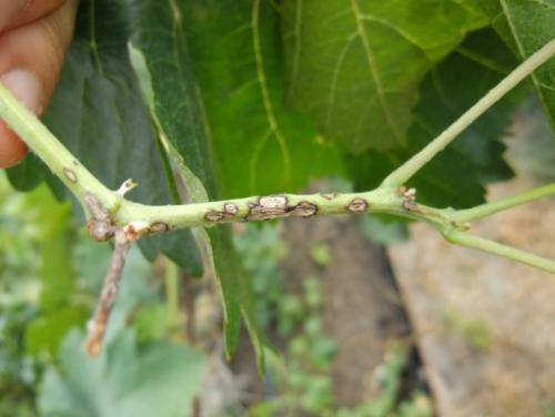 Какие растения могут предотвратить заражение винограда вредителями. Для чего нужно обрабатывать и опрыскивать виноград весной