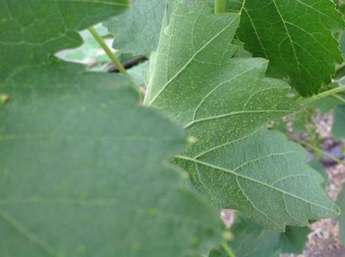 Какие растения могут предотвратить заражение винограда вредителями. Для чего нужно обрабатывать и опрыскивать виноград весной