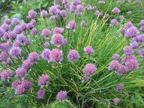 Сорта лука-севка для открытого грунта. Лук-севок – описание сортов с отзывами 23