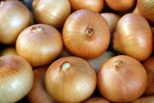 Сорта лука-севка для открытого грунта. Лук-севок – описание сортов с отзывами