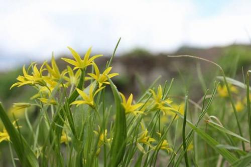 Гусиный лук посадка и уход. Распространенные виды и ареол произрастания 07 Гусиный лук посадка и уход. Распространенные виды и ареол произрастания 07