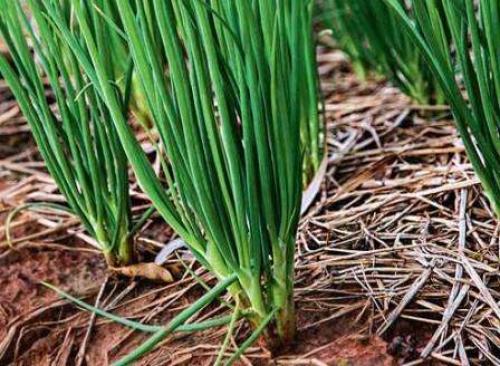 Сорта лука-севка для открытого грунта. Лук-севок – описание сортов с отзывами 22