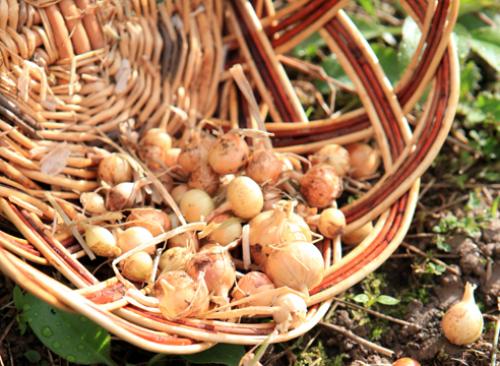 Сорта лука-севка для открытого грунта. Лук-севок – описание сортов с отзывами 18