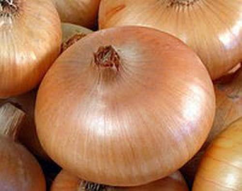 Сорта лука-севка для открытого грунта. Лук-севок – описание сортов с отзывами