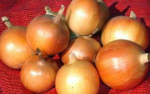 Сорта лука-севка для открытого грунта. Лук-севок – описание сортов с отзывами