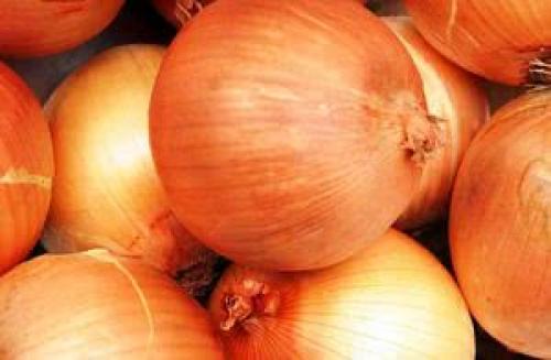 Сорта лука-севка для открытого грунта. Лук-севок – описание сортов с отзывами