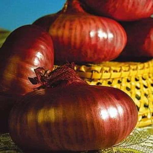 Сорта лука-севка для открытого грунта. Лук-севок – описание сортов с отзывами