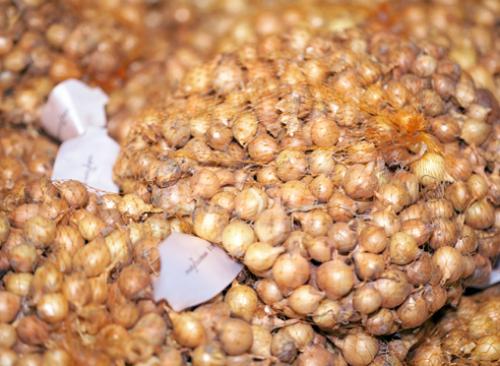 Сорта лука-севка для открытого грунта. Лук-севок – описание сортов с отзывами 20