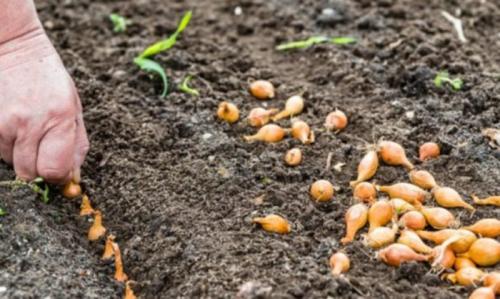 Когда сажать озимый лук в подмосковье. Особенности выращивания лука