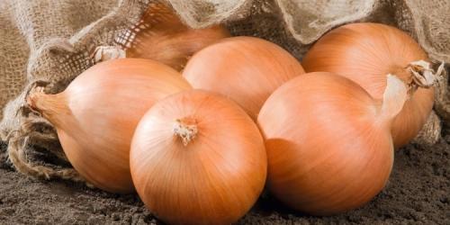 Какие сорта озимого лука выбрать. Лучшие сорта лука репки для посадки в зиму севком и семенами 01