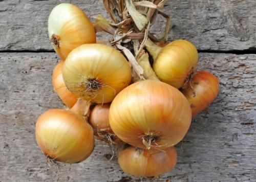 Какие сорта озимого лука выбрать. Лучшие сорта лука репки для посадки в зиму севком и семенами 02