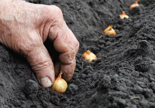 Когда сажать озимый лук в подмосковье. Особенности выращивания лука