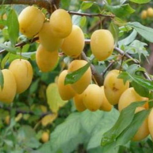 Самые крупноплодные и сладкие сорта сливы. Самые большие сливы 11