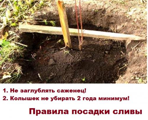 Для сливы Ренклод Альтана требуются опылители. Слива Ренклод Альтана- описание, фото, советы по уходу