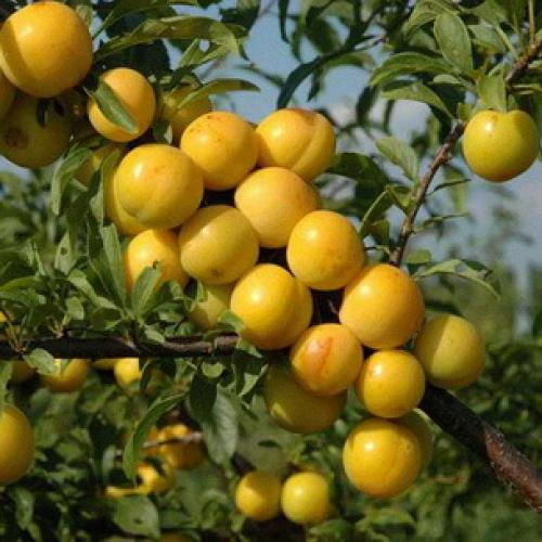 Самые крупноплодные и сладкие сорта сливы. Самые большие сливы 12