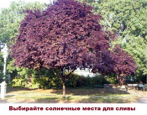 Для сливы Ренклод Альтана требуются опылители. Слива Ренклод Альтана- описание, фото, советы по уходу