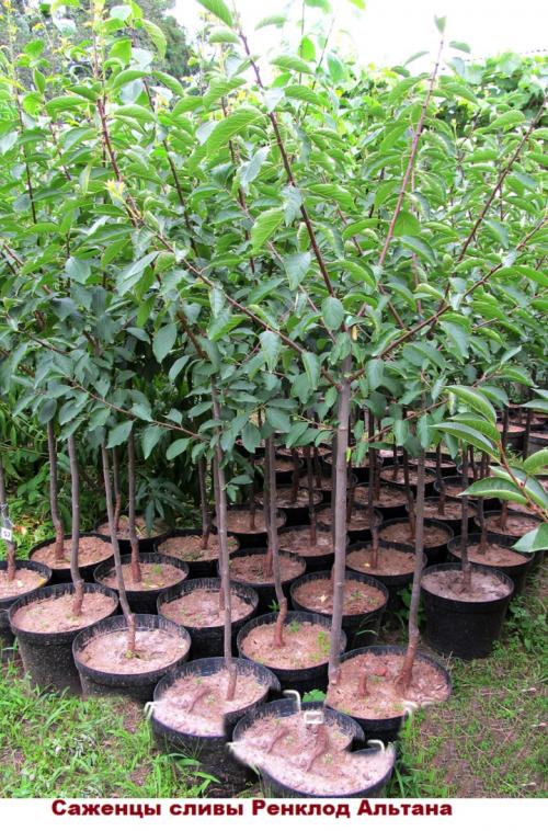 Для сливы Ренклод Альтана требуются опылители. Слива Ренклод Альтана- описание, фото, советы по уходу