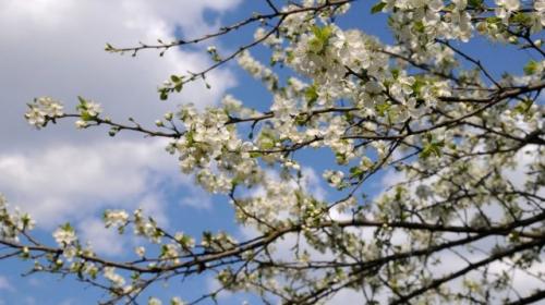 Самые морозостойкие сорта сливы. Кто такая и откуда?