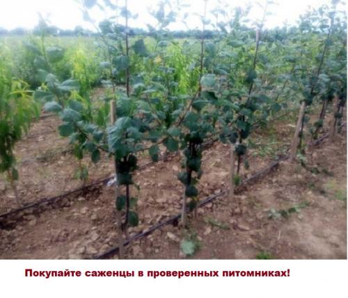 Для сливы Ренклод Альтана требуются опылители. Слива Ренклод Альтана- описание, фото, советы по уходу