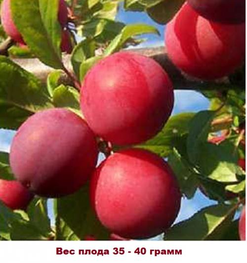 Для сливы Ренклод Альтана требуются опылители. Слива Ренклод Альтана- описание, фото, советы по уходу