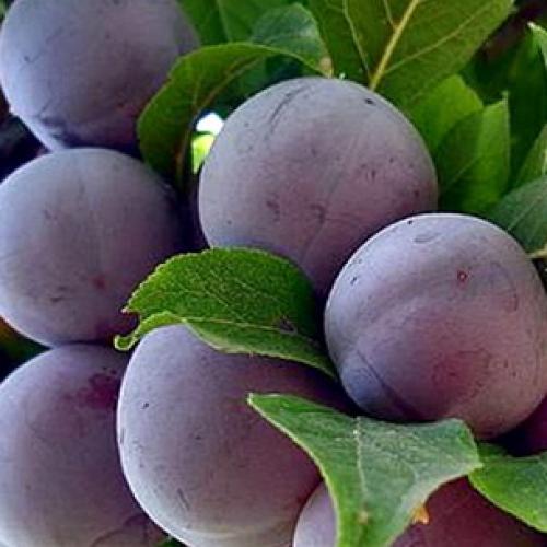 Самые крупноплодные и сладкие сорта сливы. Самые большие сливы 17