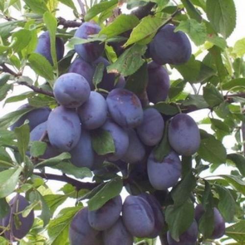 Самые крупноплодные и сладкие сорта сливы. Самые большие сливы 05