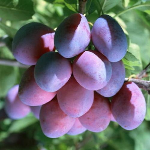 Самые крупноплодные и сладкие сорта сливы. Самые большие сливы 16