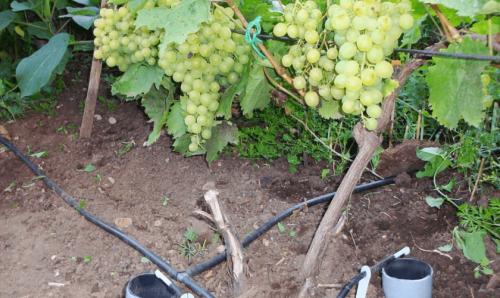 Неурожайность взрослого куста винограда: основные причины 01 Неурожайность взрослого куста винограда: основные причины 01