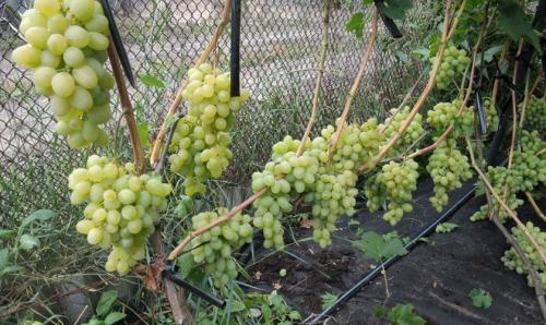 Неурожайность взрослого куста винограда: основные причины 02 Неурожайность взрослого куста винограда: основные причины 02