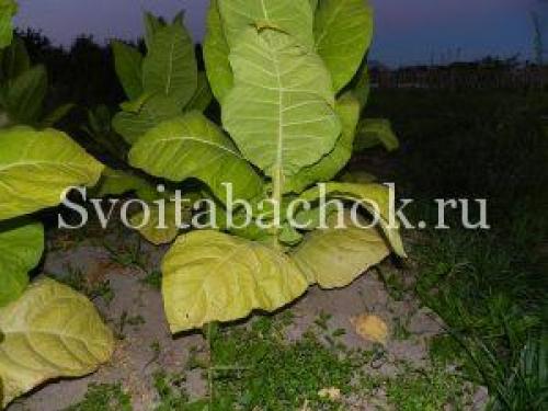 Уборка табака целым кустом. Уборка листьев табака, как узнать, что лист созрел
