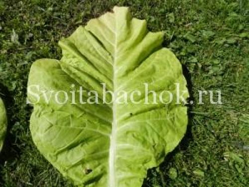 Табак сбор урожая. Особенности заготовки табака в домашних условиях 09