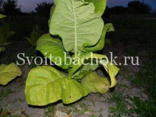 Уборка табака целым кустом. Уборка листьев табака, как узнать, что лист созрел