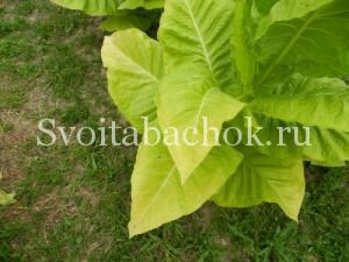 Табак сбор урожая. Особенности заготовки табака в домашних условиях 11