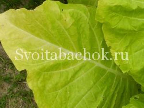 Табак сбор урожая. Особенности заготовки табака в домашних условиях 10