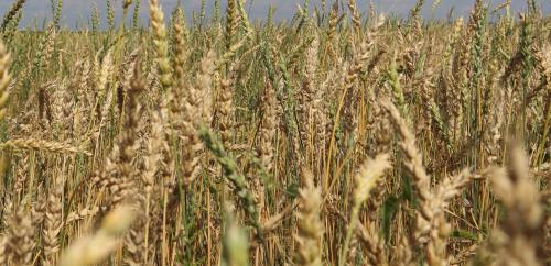 Урожай у меня созревает всегда раньше: секреты успеха 05