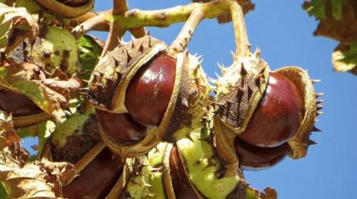 Каштан садовый. Все о каштанах