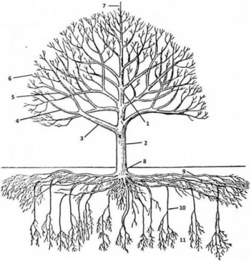 Как рассадить каштан. Как посадить и вырастить каштан? 10 Как рассадить каштан. Как посадить и вырастить каштан? 10